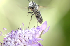 Coelioxys afer