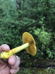 Cortinarius canarius
