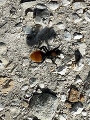 Dasymutilla calorata