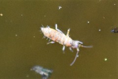 Pogonognathellus longicornis