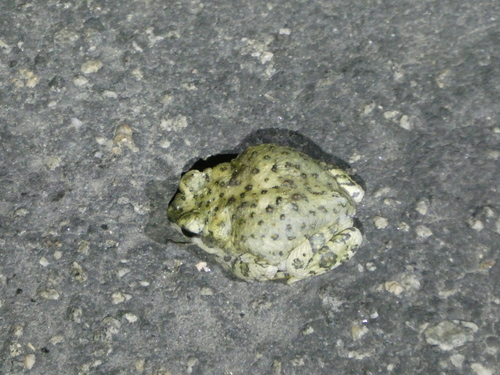 iNaturalist observation photo of Red-spotted Toad