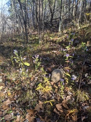 Gentianella quinquefolia