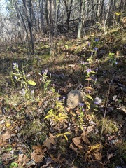 Gentianella quinquefolia