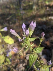 Gentianella quinquefolia