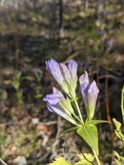 Gentianella quinquefolia