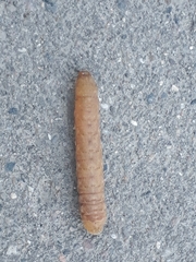 Noctua fimbriata