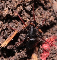 Trachyzelotes pedestris