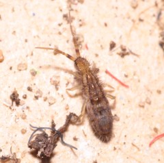 Orchesella quinquefasciata