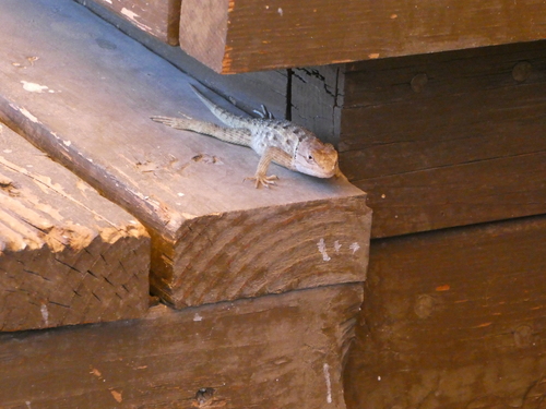 iNaturalist observation photo of Desert Spiny Lizard
