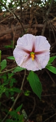 Lycianthes ciliolata