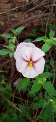 Lycianthes ciliolata