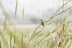 Merops orientalis