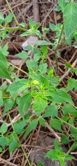 Lycianthes ciliolata