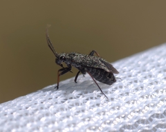 Orthocephalus saltator