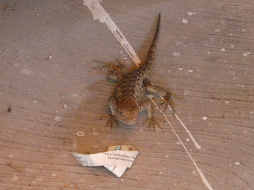 iNaturalist observation photo of Desert Spiny Lizard