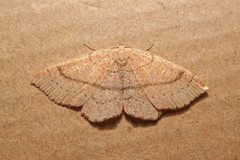 Cyclophora ruficiliaria