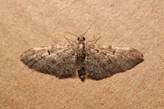 Eupithecia dodoneata