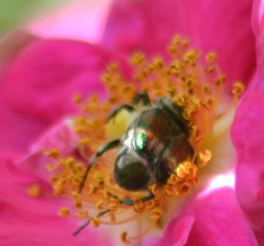 Trichiotinus affinis