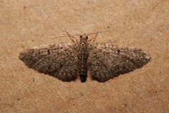 Eupithecia massiliata