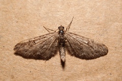 Eupithecia ochridata