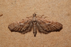Eupithecia scopariata