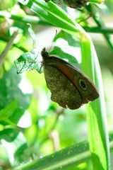 Cassionympha cassius