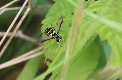 Xanthogramma pedissequum