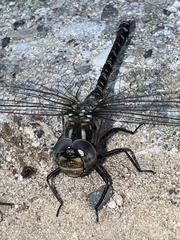 Gomphaeschna furcillata