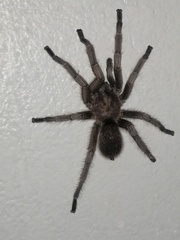 Chaetopelma olivaceum