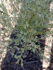 Frasera albomarginata