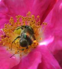 Trichiotinus affinis