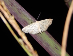 Scopula internataria