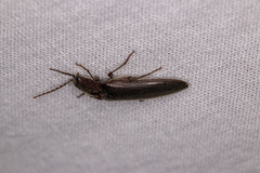 Melanotus castanipes