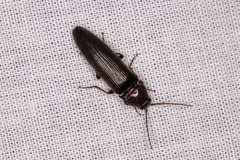 Melanotus castanipes