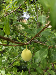 Prunus domestica insititia