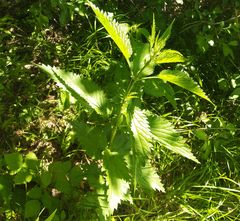 Urtica galeopsifolia
