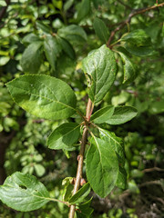 Prunus domestica insititia