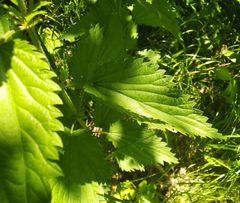 Urtica galeopsifolia