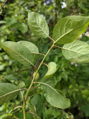 Prunus domestica insititia