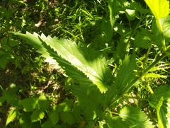 Urtica galeopsifolia