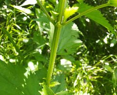 Urtica galeopsifolia