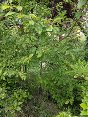 Prunus domestica insititia