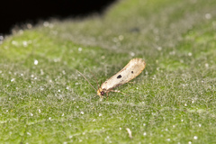 Tinea trinotella