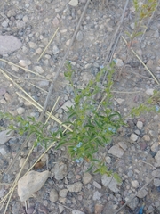 Lappula occidentalis