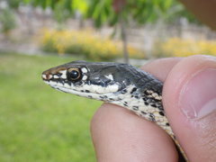 Masticophis lateralis lateralis