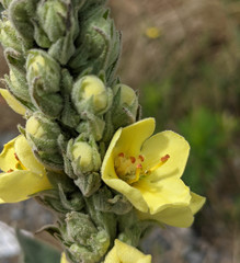 Verbascum thapsus thapsus