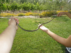 Masticophis lateralis lateralis