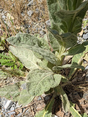 Verbascum thapsus thapsus