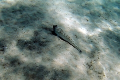 Trachinus radiatus