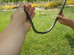 Masticophis lateralis lateralis